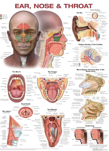 Ear, Nose, and Throat Anatomical Chart - 9781975246204