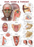 Ear, Nose, and Throat Anatomical Chart - 9781975246204