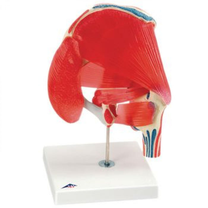 FEI Anatomical Joint Models