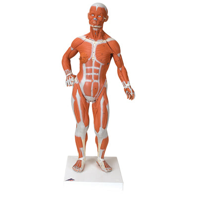1/3 Life-Size Muscle Figure