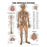 Wolters Kluwer Health  Chart Anatomical The Nervous System 20x26" EA (9781587796906)