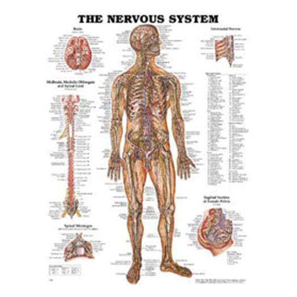 Wolters Kluwer Health  Chart Anatomical The Nervous System 20x26" EA (9781587796906)
