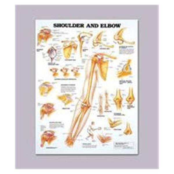 Patterson Med(Sammons Preston) Chart Anatomical Shoulder And Elbow 20x ...