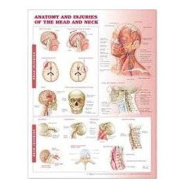 Wolters Kluwer Health  Chart Anatomical Antmy/Injr Hd/Nck 20x26" Ea (9780781786713)