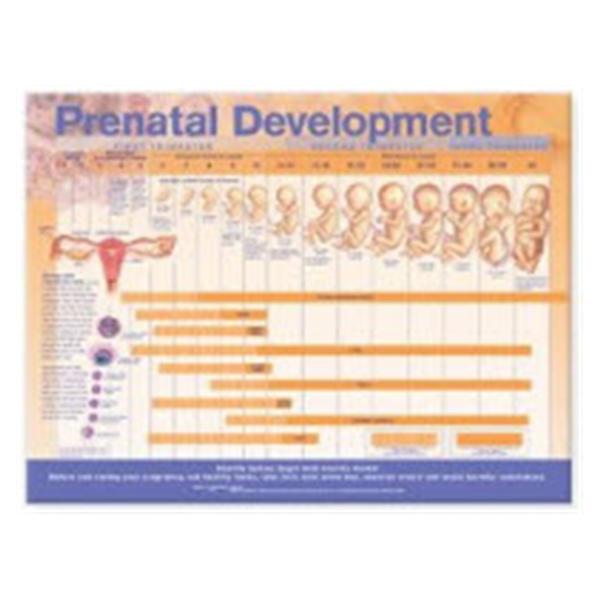 Wolters Kluwer Health  Chart Anatomical Prenatal Development 20x26" Ea