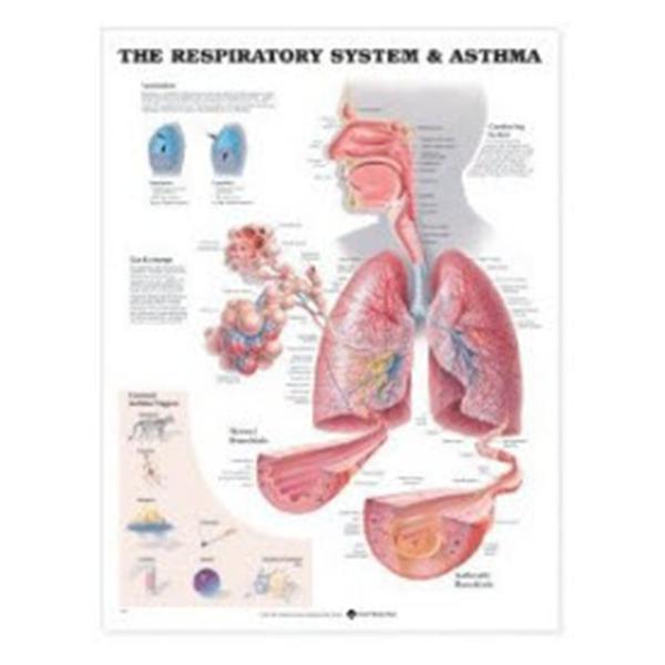 Wolters Kluwer Health Chart Anatomical Respiratory System 20x26" Ea (9