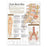 Wolters Kluwer Health  Chart Anatomical Understanding Low Back Pain 20x26" Ea (9780781782425)