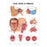 Wolters Kluwer Health  Chart Anatomical Ears/Nose/Throat 20x26" Ea (9781587791161)