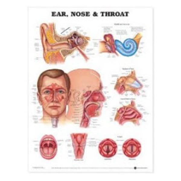 Wolters Kluwer Health  Chart Anatomical Ears/Nose/Throat 20x26" Ea (9781587791161)