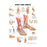 Wolters Kluwer Health  Chart Anatomical Foot And Ankle 20x26" Ea (9781587791383)