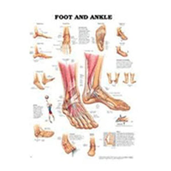 Wolters Kluwer Health  Chart Anatomical Foot And Ankle 20x26" Ea (9781587791383)