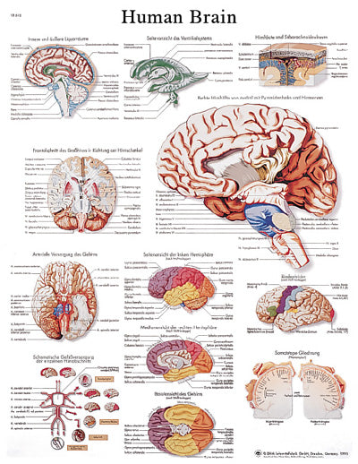 FEI Anatomical Paper Chart