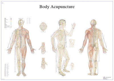 FEI Anatomical Paper Chart