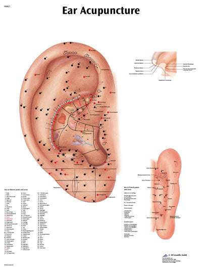 FEI Anatomical Paper Chart
