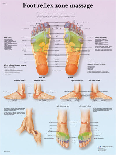 FEI Anatomical Paper Chart