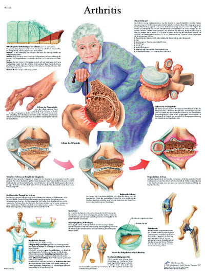 FEI Anatomical Paper Chart