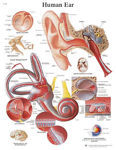 FEI Anatomical Paper Chart