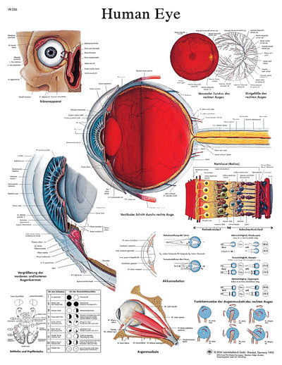 FEI Anatomical Paper Chart