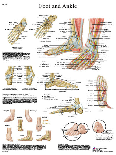 FEI Anatomical Paper Chart