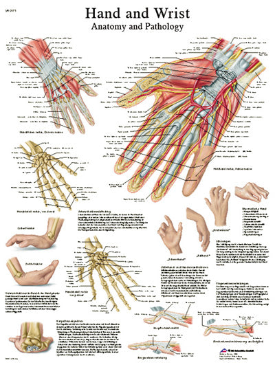 FEI Anatomical Paper Chart
