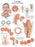 FEI Anatomical Paper Chart