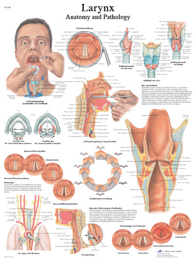 FEI Anatomical Paper Chart