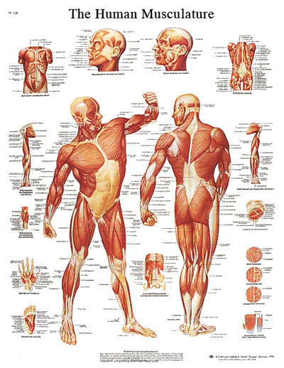 FEI Anatomical Paper Chart