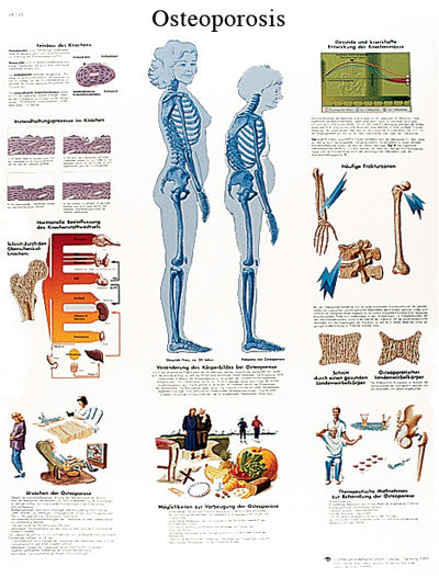 FEI Anatomical Paper Chart