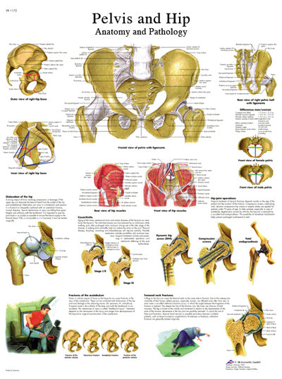 FEI Anatomical Paper Chart