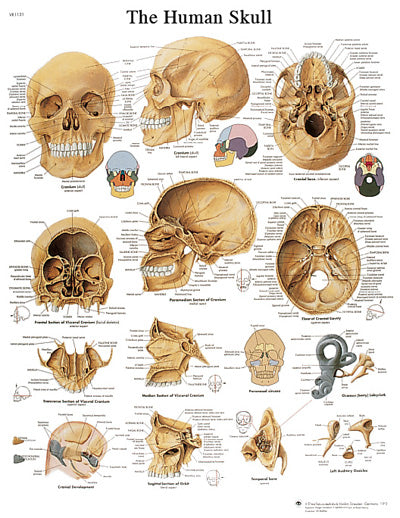 FEI Anatomical Paper Chart