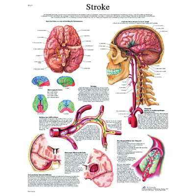FEI Anatomical Paper Chart