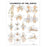 Wolters Kluwer Health  Chart Anatomical Ligaments of the Joints 20x26" Ea (9781587797101)
