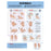Wolters Kluwer Health  Chart Anatomical Hand Hygiene 20x26" Ea