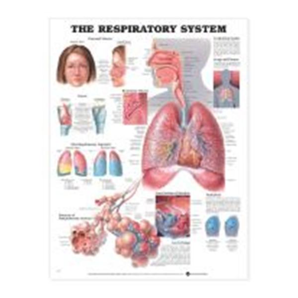 Wolters Kluwer Health  Chart Anatomical Autonomic Nervous System 20x26" Ea