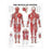 Wolters Kluwer Health  Chart Anatomical The Muscular System 20x26" Ea (9781587799815)