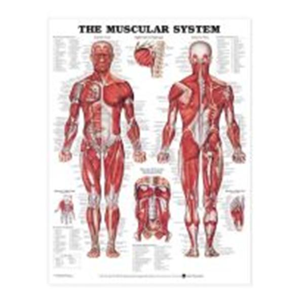 Wolters Kluwer Health  Chart Anatomical The Muscular System 20x26" Ea (9781587799815)