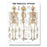 Wolters Kluwer Health  Chart Anatomical Skeleton 19" x 26" Ea