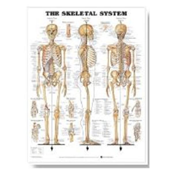 Wolters Kluwer Health  Chart Anatomical Skeleton 19" x 26" Ea