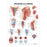 Wolters Kluwer Health  Chart Anatomical Pharynx and Larynx Ea