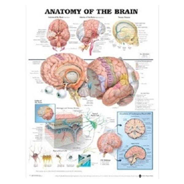 Wolters Kluwer Health  Chart Clinical Anatomy of The Brain 19" x 26" Ea