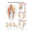 Wolters Kluwer Health  Chart Anatomical Injuries of the Hip 20x26" Ea