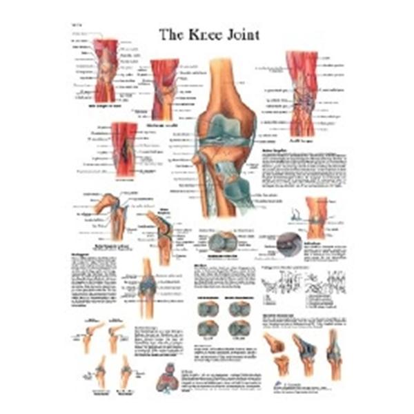 Fabrication Enterprises Chart Knee Joint 20x25" Ea