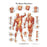 Fabrication Enterprises Chart Musculature 20x25" Ea
