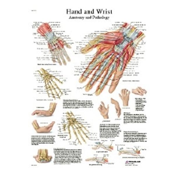 Fabrication Enterprises Chart Hand And Wrist 20x25" Ea