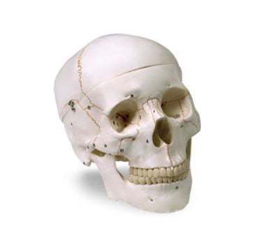 Nasco Numbered Human Skull Model - MODEL, HUMAN SKULL, NUMBERED - LA00176U