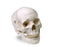 Nasco Numbered Human Skull Model - MODEL, HUMAN SKULL, NUMBERED - LA00176U