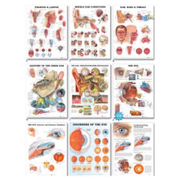 Wolters Kluwer Health  Chart Educational Understanding Allergies 20x26" Ea (9781587799419)