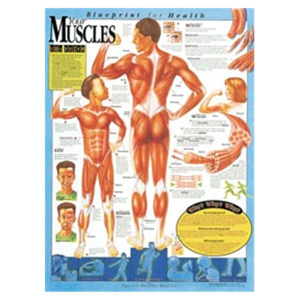 Wolters Kluwer Health  Chart Anatomical Blueprint for Health Your Muscles 20x26" EA