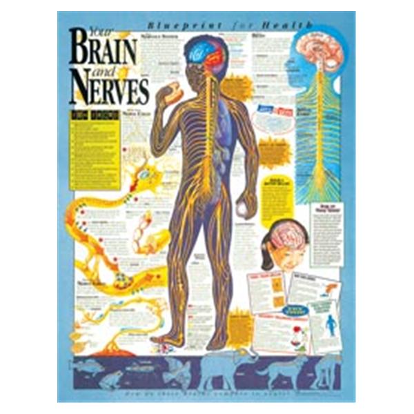 Wolters Kluwer Health  Chart Anatomical Blprnt Hlth Brn/Nrvs 20x26" EA