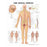 Wolters Kluwer Health  Chart Anatomical The Spinal Nerves 20x26" EA (9781587792052)